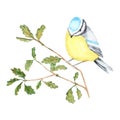 Watercolor Bird BlueTit sitting on the Branch, isolated on white background. Tomtit bird watercolor illustration. Autumn