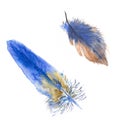 Watercolor hand drawn bird feathers. Orange and blue feathers isolated on white background for pattern, greeting card, decor. Royalty Free Stock Photo