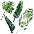 Watercolor hand drawn botanical set of 4 elements including green leaves of banana tree and palm branches. Royalty Free Stock Photo