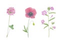 Watercolor hand drawn botanical set illustration with wild field or meadow pink flowers willowherb epilobium fireweed, poppy and Royalty Free Stock Photo