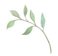 Watercolor hand drawn branch with green leaves isolated on white background Royalty Free Stock Photo