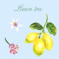 Watercolor hand-drawn branch of lemon tree isolated on white background Royalty Free Stock Photo