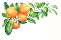 Watercolor hand drawn branch of tangerine with green leaves Royalty Free Stock Photo