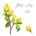 Watercolor hand-drawn branch of ylang-ylang tree isolated on white background