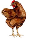 Watercolor hand drawn brown chicken . Royalty Free Stock Photo