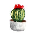 Watercolor hand-drawn cactus isolated on a white background.