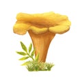 Watercolor hand-drawn chanterelle with grass isolated on white. Yellow and orange image of wild forest mushroom on green