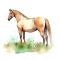 Watercolor brown horse in green grass on a white background. Horse illustration. White background, isolated object. Royalty Free Stock Photo