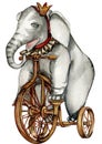 Watercolor hand drawn circus elephant on bicycle vintage style. Royalty Free Stock Photo
