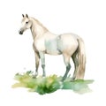 Watercolor white horse in green grass on a white background. Horse illustration. White background, isolated object. Royalty Free Stock Photo