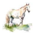 Watercolor white horse in green grass on a white background. Horse illustration. White background, isolated object. Royalty Free Stock Photo