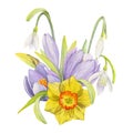 Watercolor hand drawn composition with spring flowers, crocus, snowdrops, daffodils, bow, gift tag. Isolated on white