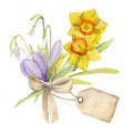 Watercolor hand drawn composition with spring flowers, crocus, snowdrops, daffodils, bow, gift tag. Isolated on white