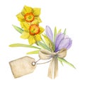 Watercolor hand drawn composition with spring flowers, crocus, snowdrops, daffodils, bow, gift tag. Isolated on white