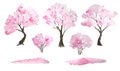 Watercolor hand drawn design elements illustration of pink cherry sakura tree in bloom blossom flowers, fallen petals Royalty Free Stock Photo