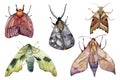 Watercolor hand drawn different exotic butterflies and moths set isolated on white background. Perfect for you unique Royalty Free Stock Photo