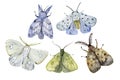 Watercolor hand drawn exotic butterflies and moths set isolated on white background. Perfect for you unique creation