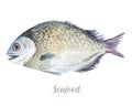 Watercolor hand drawn fish. fresh seafood illustration on white background