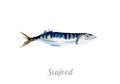 Watercolor hand drawn fish. fresh seafood illustration on white background Royalty Free Stock Photo