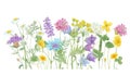 Watercolor hand drawn floral summer border with wild meadow flowers and grass, composition isolated on white background