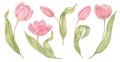 Watercolor hand drawn flowers tulips set in vintage style. Spring Botanical illustration isolated. Perfect for greeting Royalty Free Stock Photo