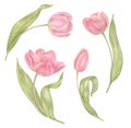 Watercolor hand drawn flowers tulips set in vintage style. Spring Botanical illustration isolated. Perfect for greeting cards, Royalty Free Stock Photo