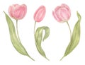 Watercolor hand drawn flowers tulips set in vintage style. Spring Botanical illustration isolated. Perfect for greeting Royalty Free Stock Photo