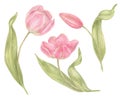 Watercolor hand drawn flowers tulips set in vintage style. Spring Botanical illustration isolated. Perfect for greeting Royalty Free Stock Photo