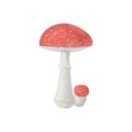 Watercolor hand drawn fly agaric amanita mushroom