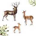 Watercolor hand-drawn forest deer, doe and fawn isolated on a white background