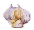 Watercolor hand drawn garlic