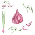 Watercolor hand drawn garlic. Vector icon isolated