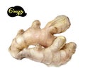 Watercolor hand drawn ginger root illustration. Isolated on white.