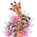 Watercolor Hand Drawn Giraffee and Racoon Compositions for card making, paper, textile, printing, packaging Royalty Free Stock Photo