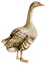 Watercolor hand drawn goose . Watercolor illustration of farm animal. Royalty Free Stock Photo