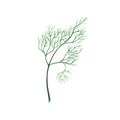 Watercolor hand drawn green dill, fennel vegetable isolated on white background. healthy plants for print, fabric