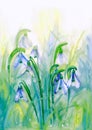 Watercolor draw of snowdrop flowers