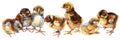 Watercolor hand drawn hunting dog breeds set.Cute little chicken isolated on white background.