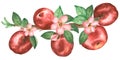 Watercolor hand drawn illustration  with  apple flowers, leaves and red apples on the branch Royalty Free Stock Photo