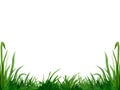 Watercolor hand drawn illustration banner fresh green grass isolated on a white background. Summer grassy element for