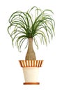 Watercolor hand drawn illustration of Beaucarnea known as ponytail palm African desert plant. Nature natural indoor