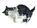 Watercolor hand drawn illustration of black and white cat.