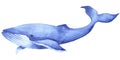 Watercolor hand drawn illustration with blue whale isolated on white background.Hand drawing with a marine mammals. Royalty Free Stock Photo