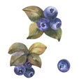 Watercolor Hand Drawn illustration of Blueberry with green leaves. Forest Plant with Blue Berries isolated on white Royalty Free Stock Photo