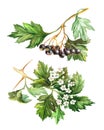 Branches of fresh black Hawthorn berries with green leaves and flowers isolated on a white background
