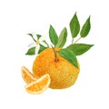 Watercolor hand drawn illustration of bright orange tangerine mandarine citrus fruits peices with vibrant green leaves