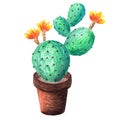 Watercolor hand-drawn illustration with cactus and succulents.Watercolor cactus isolated on white background. Blooming cactus Royalty Free Stock Photo