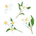 Watercolor hand drawn illustration of citrus lemons flowers with leaves. Elegant floral composition with white bloom