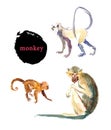 Watercolor hand drawn illustration of cute monkeys.