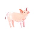 Watercolor hand drawn illustration of cute pigs.